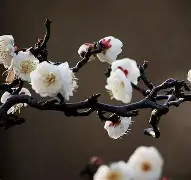 梅效(梅效应)